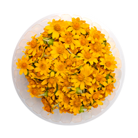 Butter Daisy (Edible Flowers)