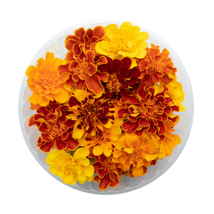 French Marigold (Edible Flowers) Pedro Farms