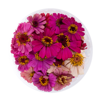 Zinnia (Edible Flowers)