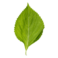 Green Shisho Leaves