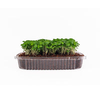 Genovese Basil (Live Microgreens)