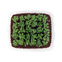 Green Shiso (Live Microgreens)