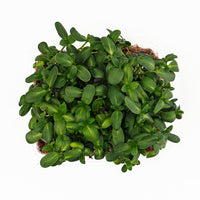 Micro Sunflower (Live Microgreens)