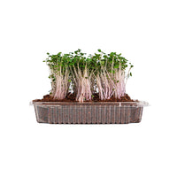 Red Russian (Live Microgreens)