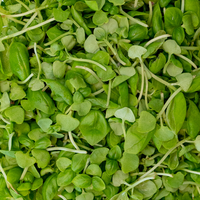 Genovese Basil (Microgreens)