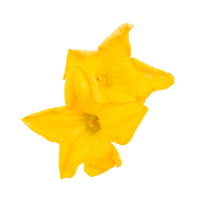 Butternut Squash (Edible Flowers)
