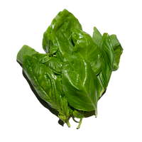 Genovese Basil