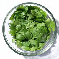 Cilantro