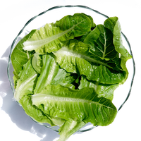 Romaine
