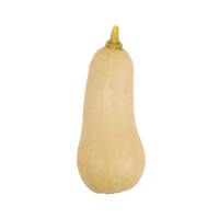 Butternut Squash