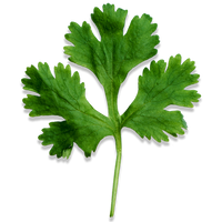 Cilantro