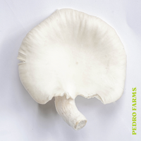 Angel Oyster (Fresh Mushrooms)