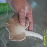 Brown Oyster (Fresh Mushrooms)