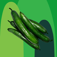Japanese Cucumber