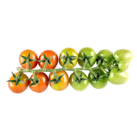 Cherry Tomatoes on the Vine