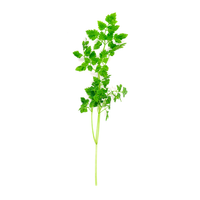 Chervil