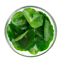 Gotu Kola
