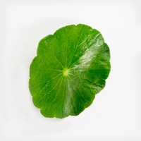 Gotu Kola