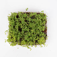 Arugula (Live Microgreens)