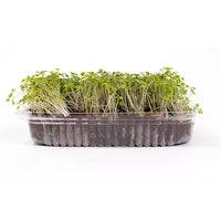 Arugula (Live Microgreens)