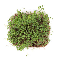 Broccoli (Live Microgreens)