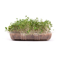 Broccoli (Live Microgreens)