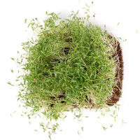 Coriander (Live Microgreens)