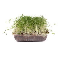 Coriander (Live Microgreens)