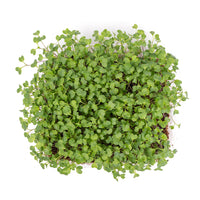 Green Kale (Live Microgreens)