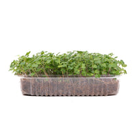 Green Kale (Live Microgreens)