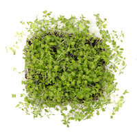 Green Mizuna (Live Microgreens)