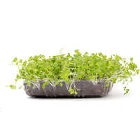 Green Mizuna (Live Microgreens)