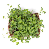 Radish Green (Live Microgreens)