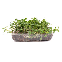 Radish Green (Live Microgreens)