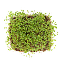 Mustard Greens (Live Microgreens)