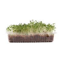 Mustard Greens (Live Microgreens)