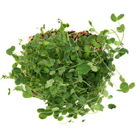 Pea Shoots (Live Microgreens)