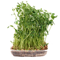 Pea Shoots (Live Microgreens)