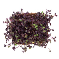 Radish Purple (Live Microgreens)