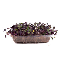 Radish Purple (Live Microgreens)