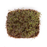 Red Mizuna (Live Microgreens)