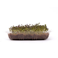 Red Mizuna (Live Microgreens)