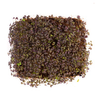 Red Mustard (Live Microgreens)
