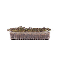 Red Mustard (Live Microgreens)