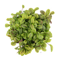 Red Veined Sorrel (Live Microgreens)