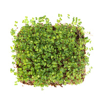 Tatsoi (Live Microgreens)