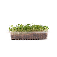 Tatsoi (Live Microgreens)