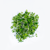 Arugula (Microgreens)