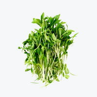 Coriander (Microgreens)