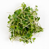 Green Kale (Microgreens)